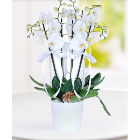 4 dal beyaz orkide